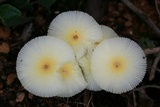 Leucocoprinus fragilissimus image