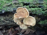 Tapinella panuoides image
