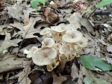 Polyporus umbellatus image