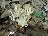 Polyporus umbellatus image