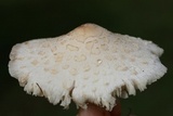 Chlorophyllum hortense image