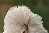 Chlorophyllum hortense image