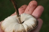 Chlorophyllum hortense image