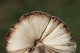 Chlorophyllum hortense image