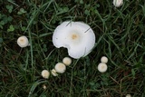 Chlorophyllum hortense image