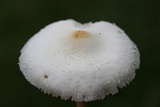 Chlorophyllum hortense image