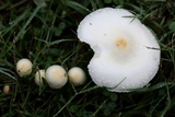 Chlorophyllum hortense image