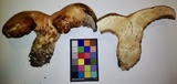 Sarcodon calvatus image
