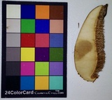 Sarcodon calvatus image