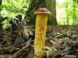 Heimioporus betula image