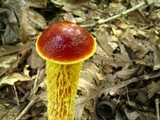 Heimioporus betula image