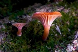 Chrysomphalina aurantiaca image