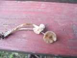 Mycena maculata image