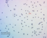 Sarcodon calvatus image