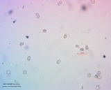 Sarcodon calvatus image