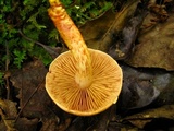 Cortinarius bolaris image