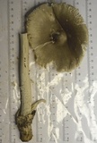 Amanita sect. Vaginatae image