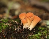 Clavariadelphus americanus image