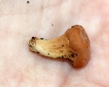 Clavariadelphus americanus image