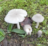Amanita farinosa image