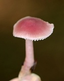 Mycena rosea image