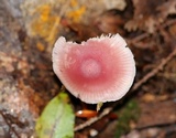 Mycena rosea image