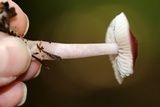 Mycena rosea image
