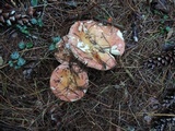 Russula vinosa image