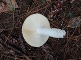 Russula vinosa image