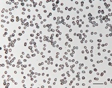Tricholoma imbricatum image