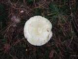 Russula seperina image