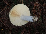 Russula seperina image