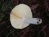 Russula seperina var. luteovirens image