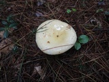 Russula seperina image