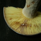 Lactifluus corrugis image