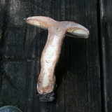 Lactifluus corrugis image