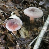 Lactifluus corrugis image