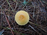 Cystoderma amianthinum image