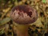 Tylopilus rubrobrunneus image