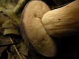 Tylopilus rubrobrunneus image