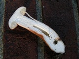 Tylopilus rubrobrunneus image