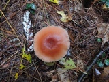 Laccaria bicolor image