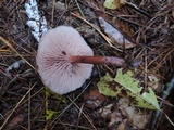 Laccaria bicolor image