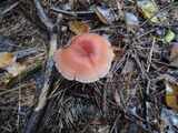 Laccaria bicolor image
