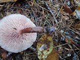 Laccaria bicolor image