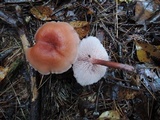 Laccaria bicolor image