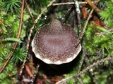 Cortinarius paleaceus image