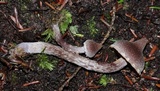 Cortinarius paleaceus image