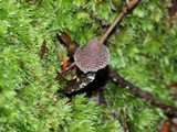 Cortinarius paleaceus image