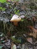 Chroogomphus rutilus image